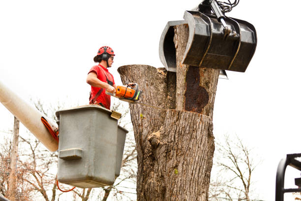 How Our Tree Care Process Works  in  Clayton, NC